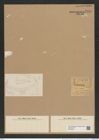 Hemiaulus symmetricus Grev. (de-Toni-Nr.: Genus 117, Species 3346) Zeichnungen Sammlung Grunow Nr. 6753 (NHMW-BOT-W0375576)